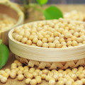卸売農産物高品質大豆